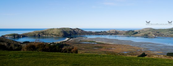 Heywood Point, Dunedin, New Zealand.
