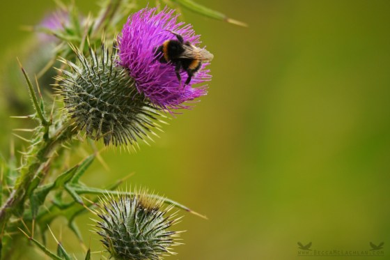 Bumble Bee and Scottish Thistle, Otago Peninsula, New Zealand.