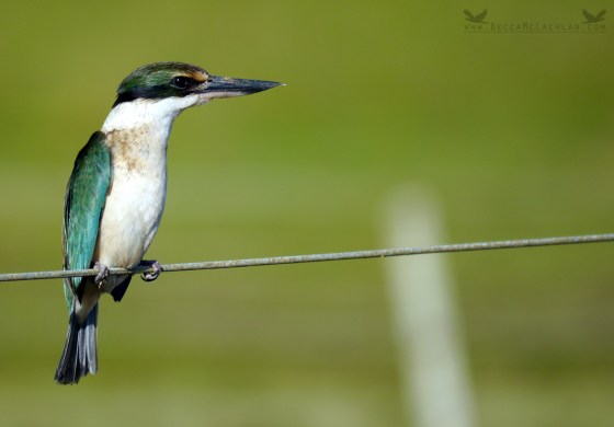 Sacred Kingfisher, Kōtare, Otago Peninsula, New Zealand. 