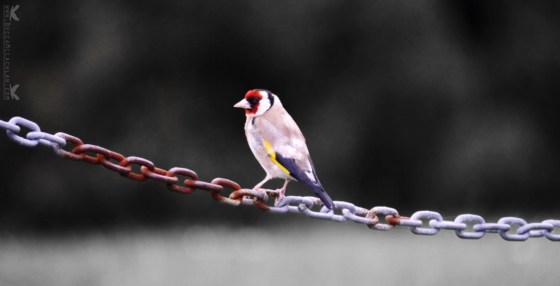 European Goldfinch, Dunedin, New Zealand.
