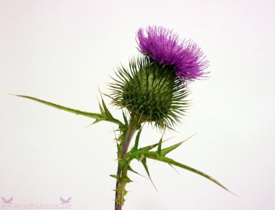 Scottish Thistle - For Dad.