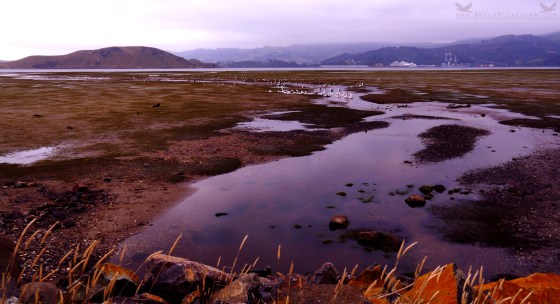 View of Port Chalmers (Port Otago Ltd.) from Harwood, Otago Peninsula, New Zealand.