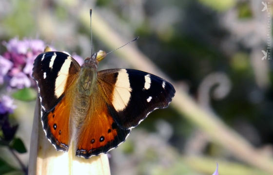 Kahukowhai or Yellow Admiral butterflies (Vanessa itea).