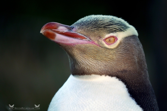 Hoiho or Yellow-eyed Penguin (Megadyptes antipodes). Katiki Point, Moeraki Peninsula, New Zealand.