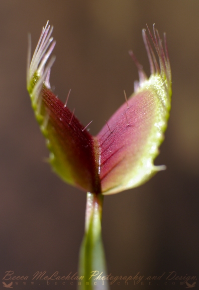 Day 1 - 01/01/17 - Venus flytrap, Dionaea muscipula