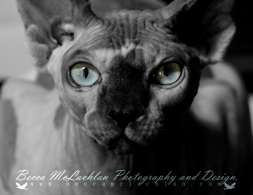 Alvin- Blue Mink Bi-Colour Shpynx