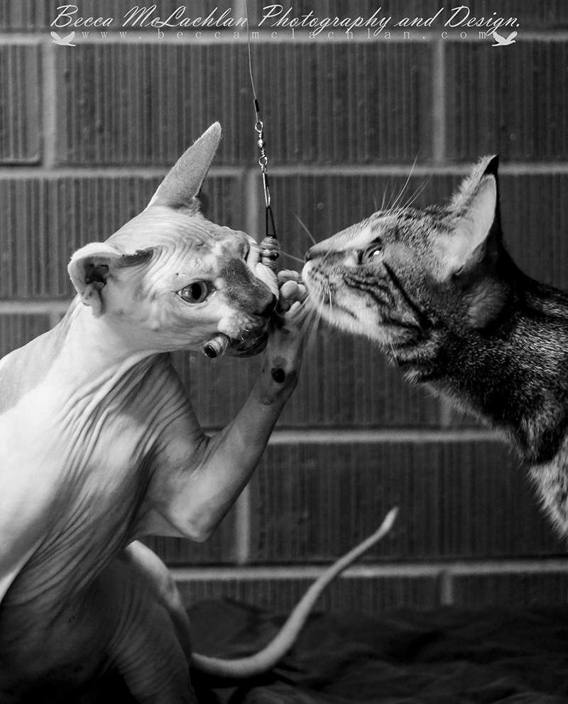 Alvin- Blue Mink Bi-Colour Shpynx and Frankie