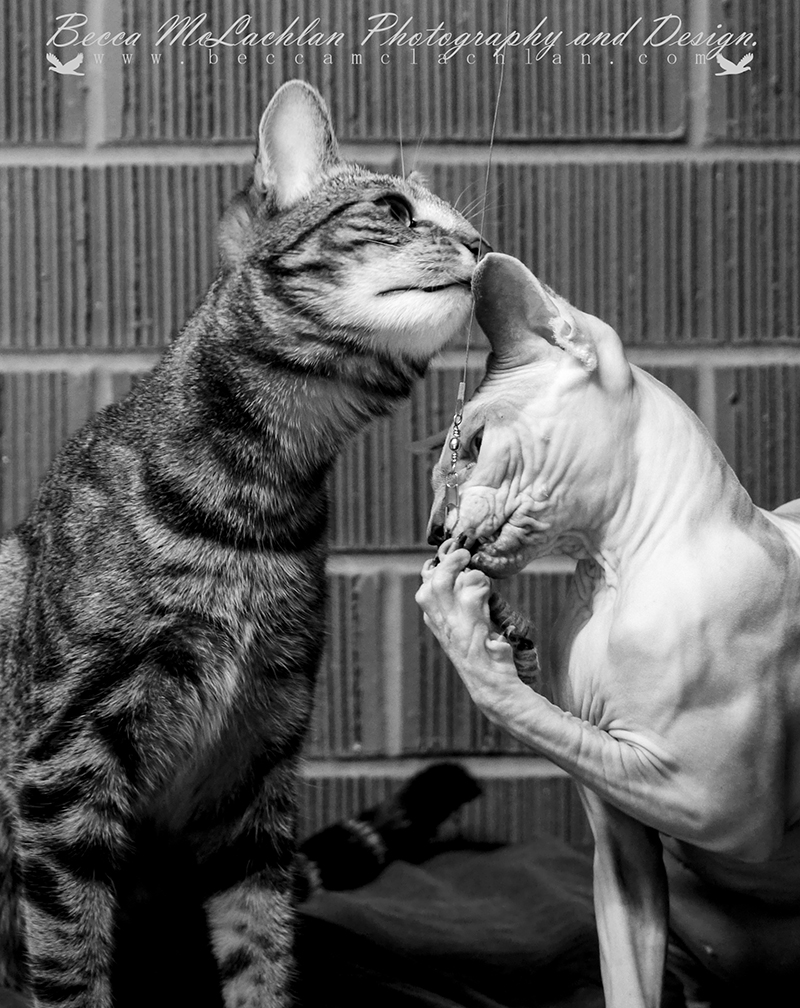 Alvin- Blue Mink Bi-Colour Shpynx and Frankie