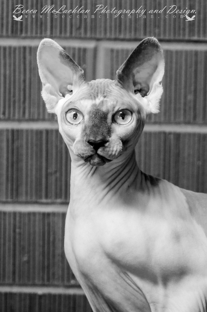 Alvin- Blue Mink Bi-Colour Shpynx