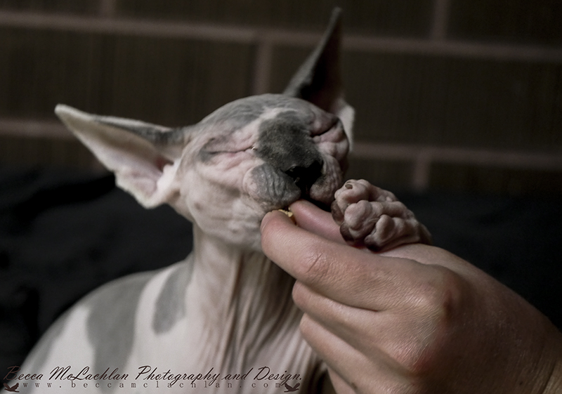 Day 2 - 02/01/17 - Alvin- Blue Mink Bi-Colour Shpynx