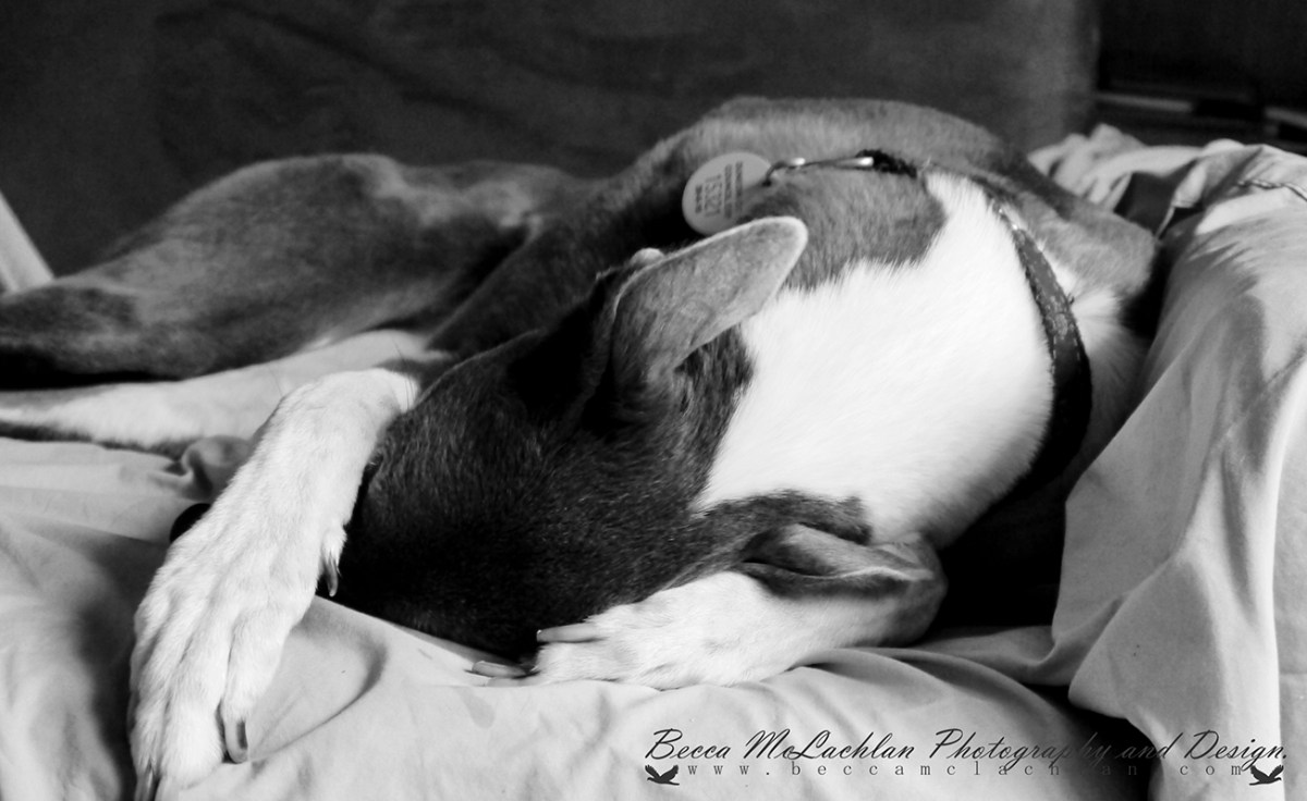 Alice - Blue and White Greyhound