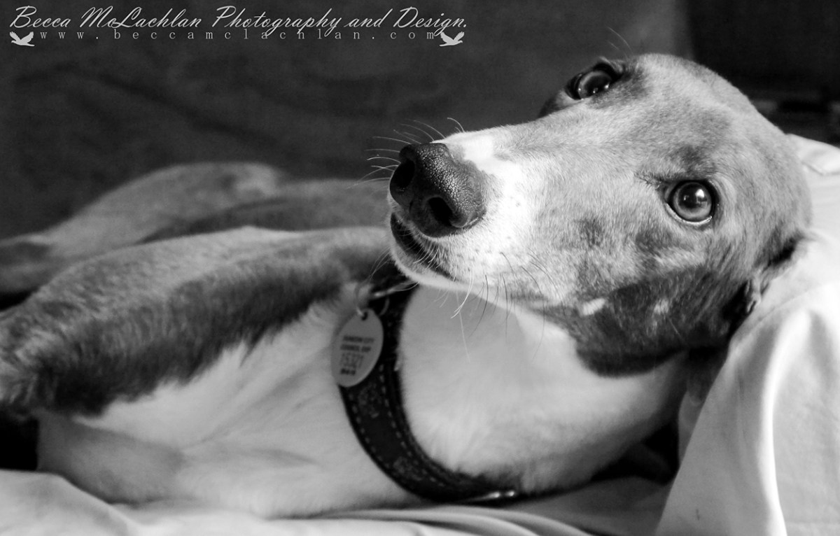 Alice - Blue and White Greyhound