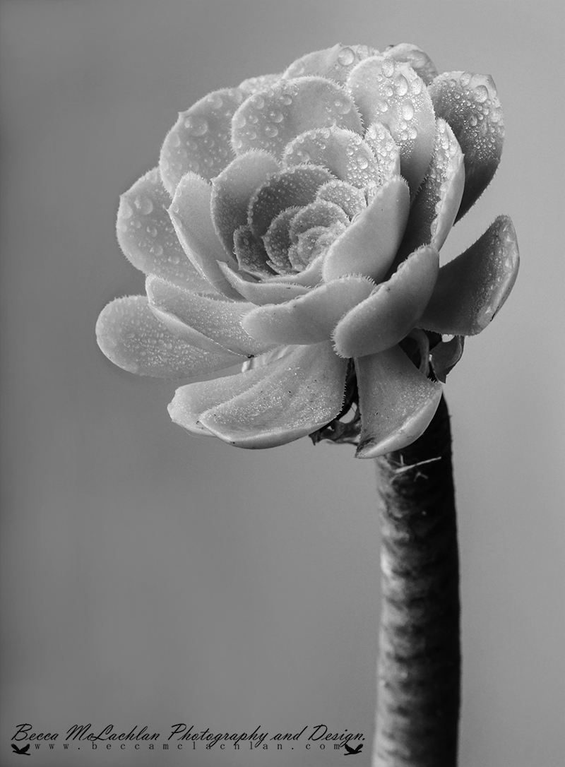 Day 4 - 04/01/17 - Succulent