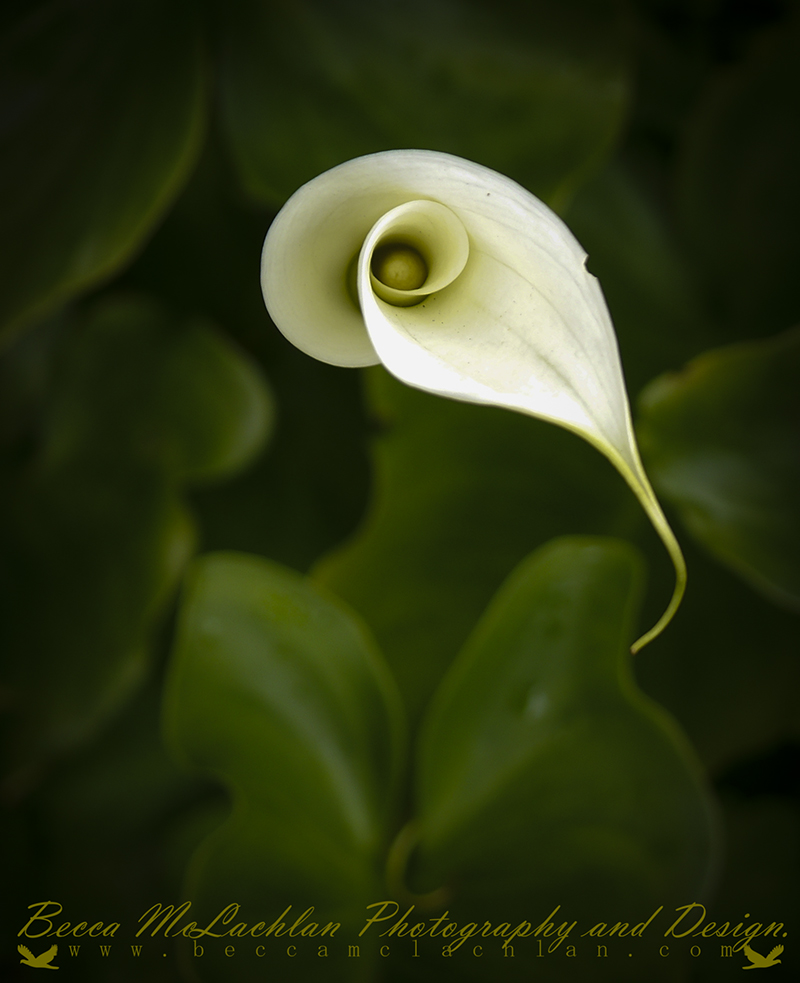 Day 6 - 06/01/17 - Calla Lily