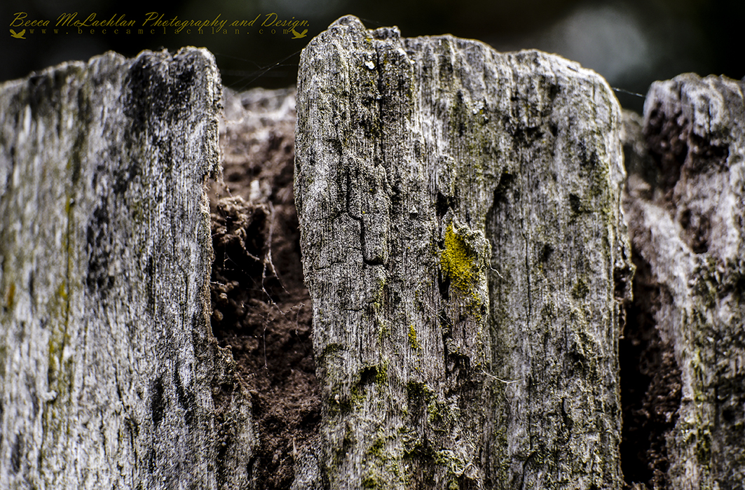 Day 11 - 11/01/17 - Woody