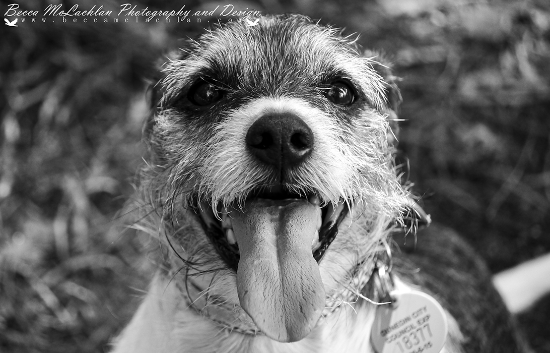 Day 12 - 12/01/17 - Meelo