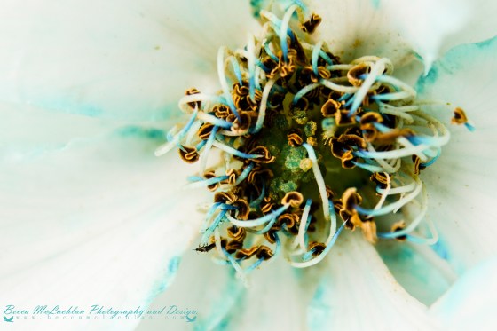 Day 13 - 13/01/17 - Heart of a Rose