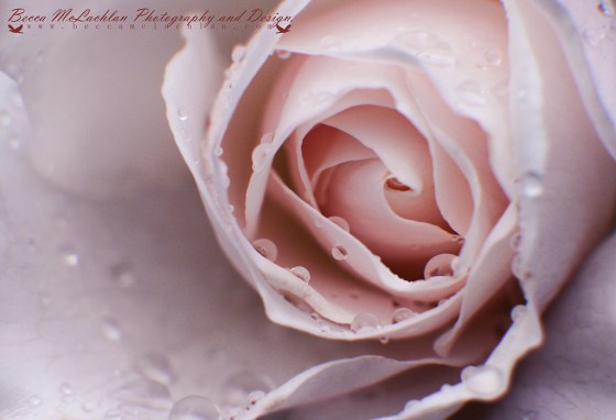 Day 14 - 14/01/17 - Tender Rose