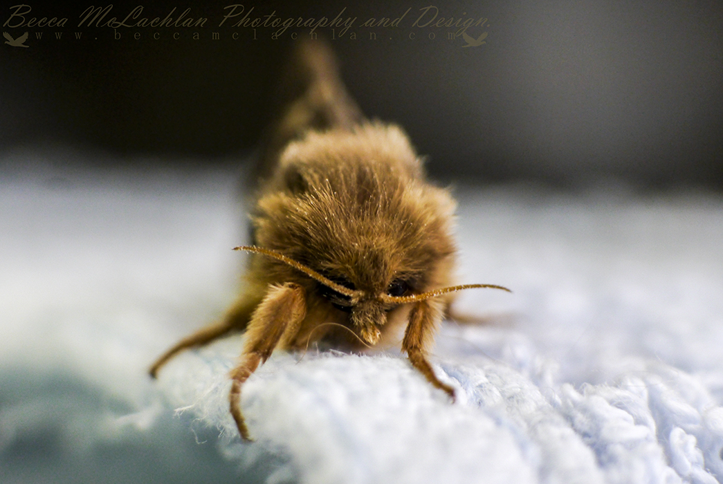 Day 17 - 17/01/17 - Moth