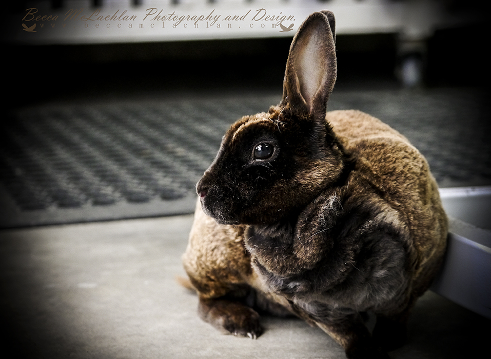 Day 18 - 18/01/17 - Katness