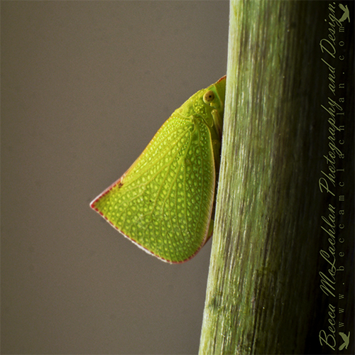 Day 19 - 19/01/17 - Green Planthopper - Siphanta acuta