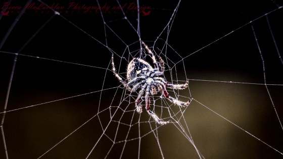 Day 21 - 21/01/17 - Garden Orbweb Spider - Eriophora pustulosa (Walckenaer)