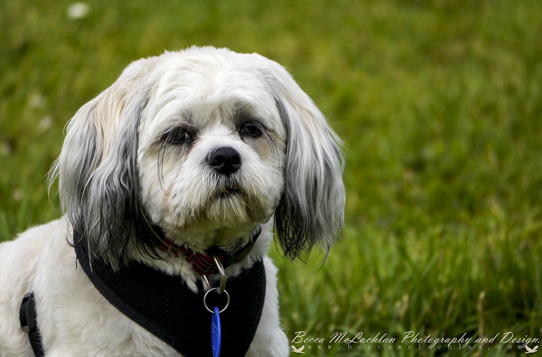 Day 24 - 24/01/17 - Poppy