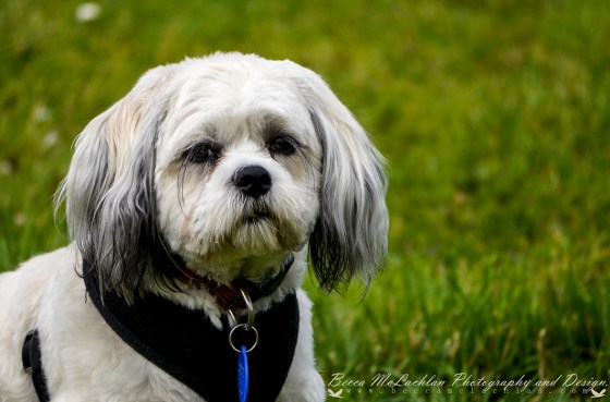 Day 24 - 24/01/17 - Poppy
