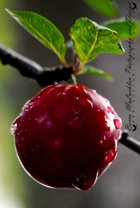 Day 27 - 27/01/17 - Plum