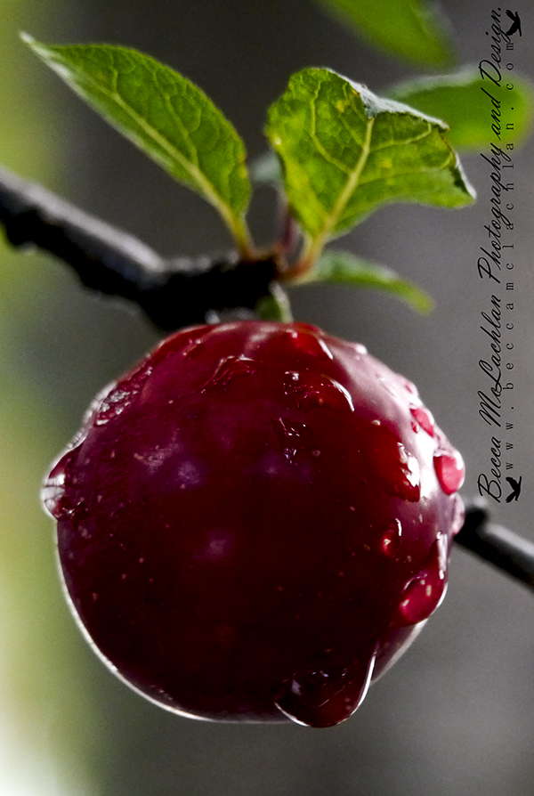 Day 27 - 27/01/17 - Plum