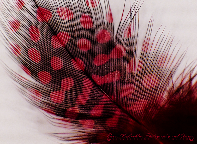 Day 28 - 28/01/17 - Feather