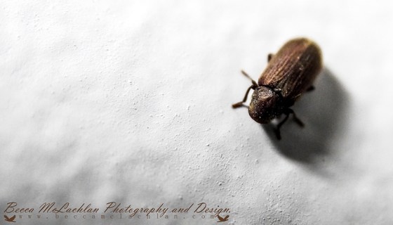 Day 29 - 29/01/17 - Little Guy