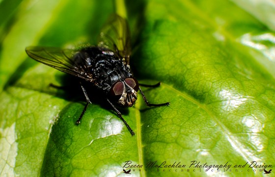 Day 32 - 01/02/17 - Fly