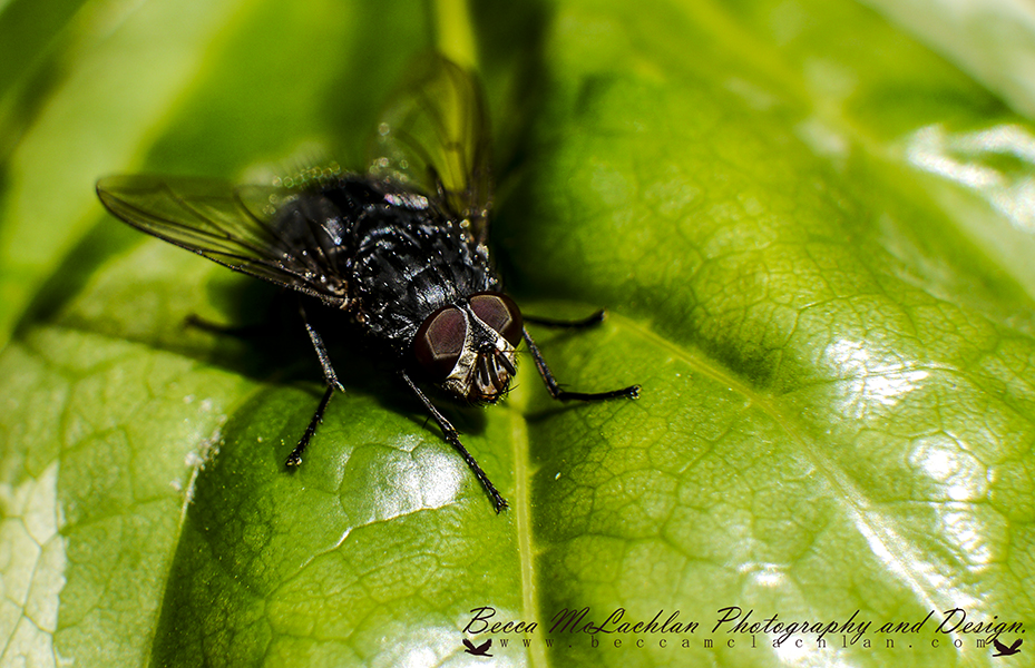 Day 32 - 01/02/17 - Fly