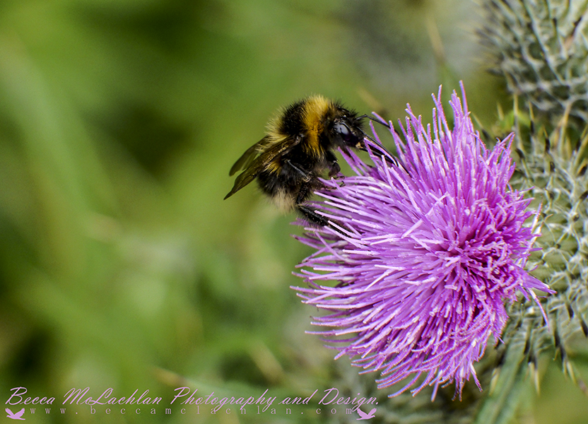 Day 34 - 03/02/17 - Bumblebee - Bombus hortorum