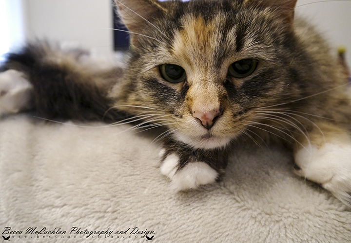 Day 35 - 04/02/17 - Briar