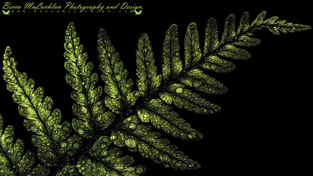 Day 37 - 06/02/17 - Fern