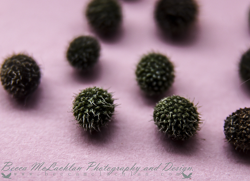 Day 39 - 08/02/17 - Seed Pods - Galium aparine, with many common names including cleavers, clivers, goosegrass, catchweed, stickyweed, robin-run-the-hedge, sticky willy, sticky willow, stickyjack, stickeljack, and grip grass.