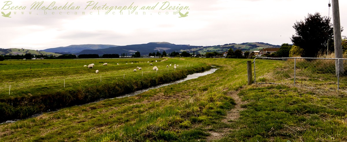 Day 41 - 10/02/17 - Silver Stream, Carlyle Road, Mosgiel, New Zealand.