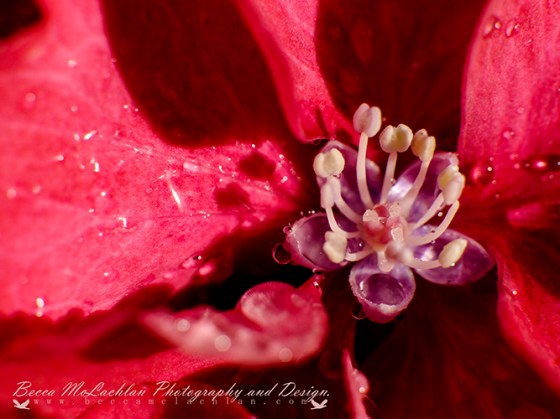 Day 42 - 11/02/17 - Hydrangea