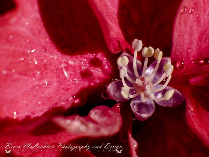 Day 42 - 11/02/17 - Hydrangea