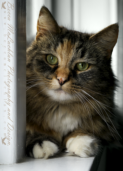 Day 43 - 12/02/17 - Briar