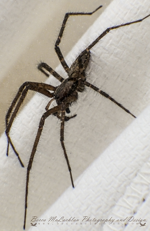 Day 47 - 16/02/17 - Through Glass