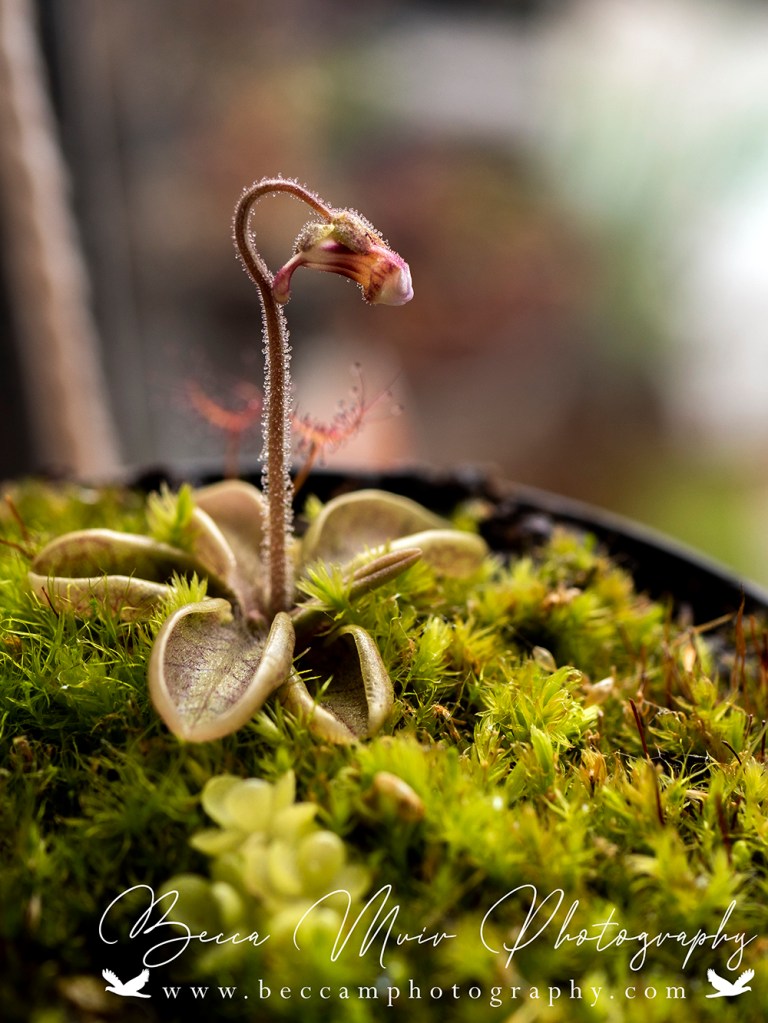 Pinguicula Lusitanica