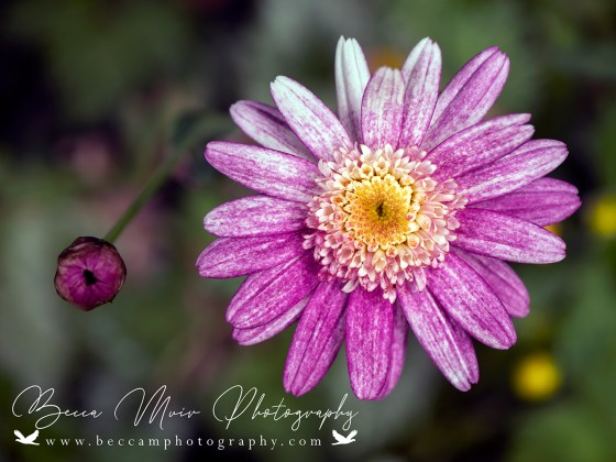 Federation Daisy – Summer&nbsp;Stars
