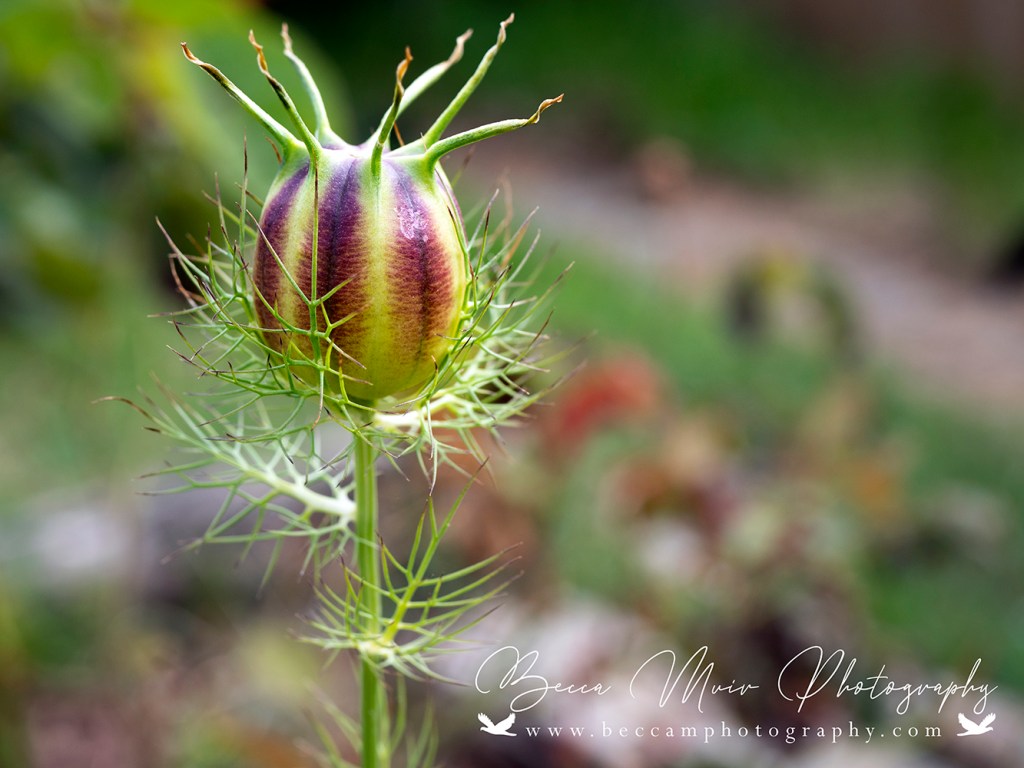 Nigella – Love in a Mist – Seed&nbsp;Pod