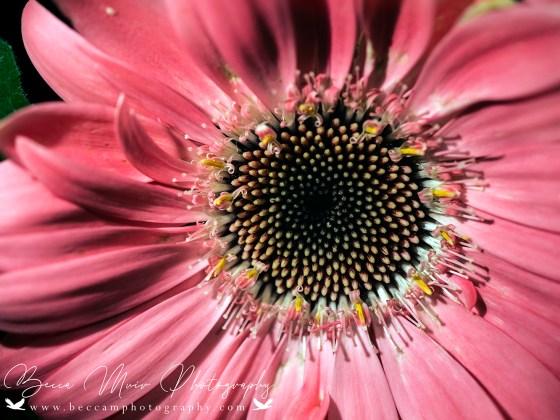 Gerbera